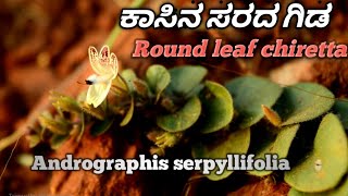 ಕಾಸಿನ ಸರದ ಗಿಡ Round leaf chiretta [upl. by Ahseret99]