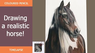 Drawing a horse in coloured pencils  Drawing Tutorial Timelapse  Sabine Lackner Fine Art [upl. by Ayanet175]