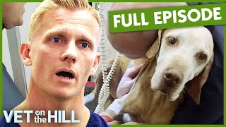 Heartbreaking Elderly Dog Cant Breathe 💔 S3 Ep2  Vet On The Hill [upl. by Naehs]