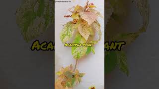 Acalypha wilkesiana plant ☘️ plants garden nature gardening houseplants acalypha ytshorts [upl. by Edasalof]