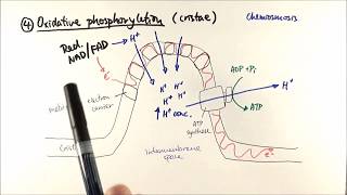 A2 Biology  Aerobic respiration stage 4 Oxidative phosphorylation OCR A Chapter 184 [upl. by Ecylahs]