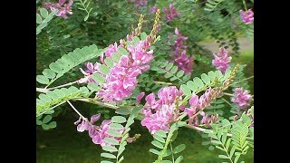 নীল গাছ নীল চাষ Indigofera tinctoria1min agri [upl. by Ezitram]