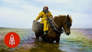 Shrimp Fishing on Horseback for 700 Years [upl. by Esille]