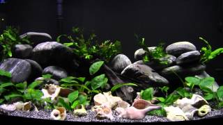 Tanganyikan Cichlids in the Anubias garden [upl. by Darnoc742]