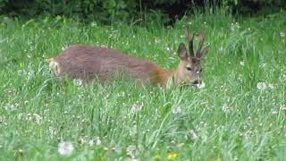 Ree – Capreolus capreolus  Annelies van Klinken [upl. by Ttihw]