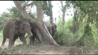 Elephants off their chain for the first time Full HD  ElephantNews [upl. by Anaib]