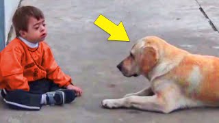 Labrador Spots A Boy With Down Syndrome His Reaction Will Make You Cry [upl. by Mas]