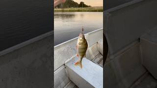 Redfin fishing in small dam [upl. by Yantruoc]