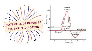 Le potentiel daction [upl. by Tiernan]