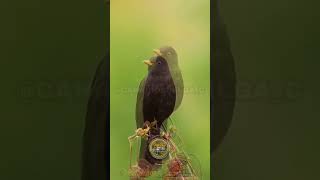 Sikatan hitam Turdus merula [upl. by Aggappe]