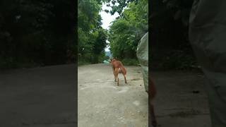 Dogs running race shortsfeed ytshorts dogs [upl. by Quinta]