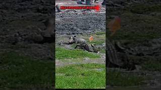 Crocodile vs Warthog trending animals wildlife crocodile warthog wildboarnilecrocodileshorts [upl. by Eahsal866]