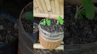 Replanted STRawberry runners 😁 asmrvideo fruit farming shorts garden strawberry [upl. by Consolata371]