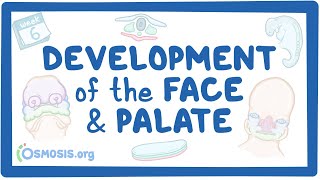 Development of the Face and Palate [upl. by Eversole]