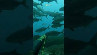 One shot to amberjacks  spearfishing [upl. by Feirahs]