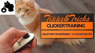 🔥quotClickernquot mit Katze  Anleitung für Anfänger  Tippsamp Tricks  Clickertraining mit Katze [upl. by Jenilee]