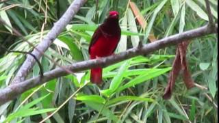 Cotinga ouette Phoenicircus carnifex Made in Bélizon [upl. by Aliemaj]