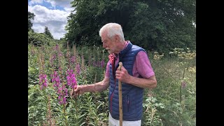 Rosebay Willowherb with John Feehan in July Wildflowers of Offaly series [upl. by Alemahs]