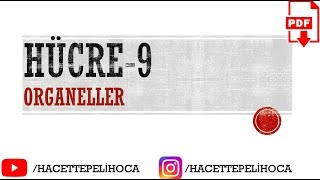 27  HÜCRE9 ORGANELLER  TYT  9Sınıf  hacettepelihoca [upl. by Iran363]