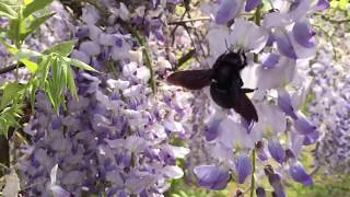 Große Holzbiene Xylocopa und Hummel am Blauregen [upl. by Leirbma428]