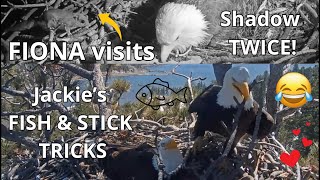 Wow FIONA🐿️ Visits Shadow at Night Twice 🐟 FUNNY Jackie The Stick Womans Tricks 🥢 RAVEN Checks [upl. by Cruickshank]