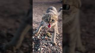 African black footed cat isthe smallest wild cat in Africa smallspottedcat cat facts wildlife [upl. by Oinotnas]