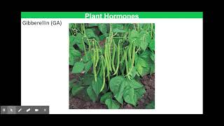 Plant Hormones  Abscisic Acid and Gibberellins [upl. by Kathleen]