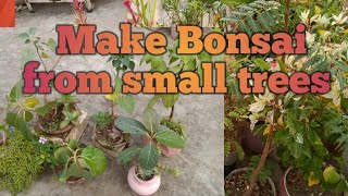 How to make Bonsai from seed grown trees 🌴Mysimplegarden1 [upl. by Ginder]