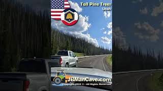 DRIVING pass TALL PINE TREES in UTAH USA JBManCavecom Shorts [upl. by Nigrom166]