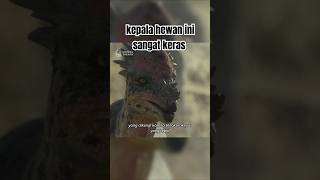 Hewan ini memiliki kepala yang sangat keras viralvideo faktaunik animals faktaunikhewan hewan [upl. by Ecarg]