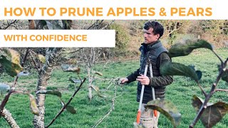 How to Prune Apple amp Pear Trees With Confidence [upl. by Alemahs]