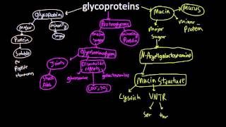 glycoproteins [upl. by Aylatan]