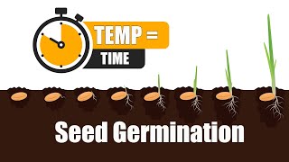 Seed Germination How Long it takes for seeds to GERMINATE [upl. by Laehcimaj]