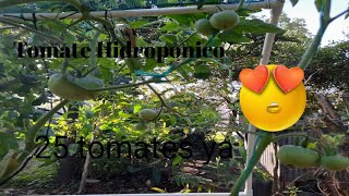 Tomate Hidroponico en sustrato Inerte y en NFT [upl. by Orsini23]