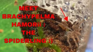 Meet my new Spiderling Tarantula  Lets do this again Brachypelma Hamorii [upl. by Selda]