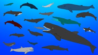 Extinct Prehistoric Whales  Animated Size Comparison [upl. by Ragland]