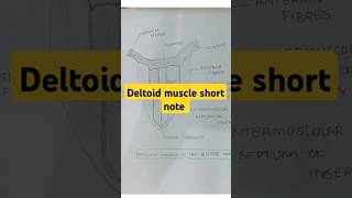 Deltoid muscle anatomy short note  deltoide anatomy bhmsshorts [upl. by Ilonka]