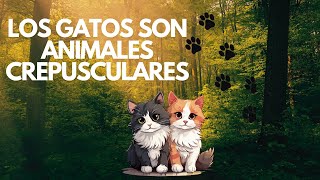 Los gatos Son Animales Crepusculares [upl. by Enilrae795]