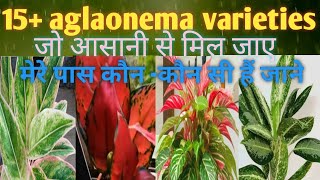 15 aglaonema varieties जो आसानी से मिल जाएं और मेरे पास कौन  कौन सी हैं जाने [upl. by Einnal]