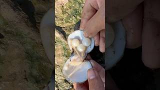 Unpredictable pearls in clam found clam pearl [upl. by Colan48]