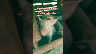 Pig farming kenya African httpsyoutubegxa7AYkV428siloZvfFhSmQSBEv55 [upl. by Aicats383]