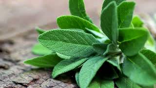 Salvia beneficios propiedades y contraindicaciones [upl. by Legna]