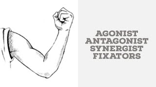 Agonist antagonist synergists and fixators [upl. by Onaicnop]