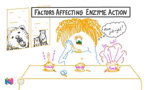 Factors affecting enzyme activity  biology [upl. by Anuaek]