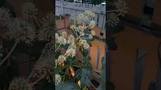 Surprise Fatsias flower in winter landscaper gardening shrubs fatsia winter [upl. by Nuli179]