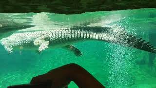 DANGEROUS CROCODILE 🐊channel subscribe viral trending youtube search foryou [upl. by Ilarin]