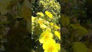 Honey bee on cinquefoil honeybee cinquefoil [upl. by Yacano951]