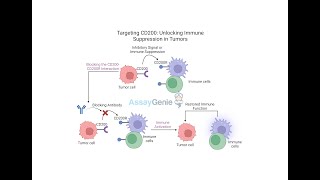 Targeting CD200 Unlocking Immune Suppression in Tumors [upl. by Narcissus]