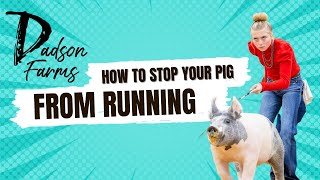 How to stop your show pig from running [upl. by Rol]