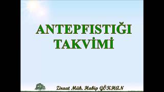 ANTEPFISTIĞI TAKVİMİ [upl. by Isawk]